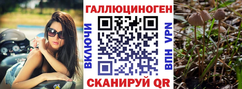 Псилоцибиновые грибы Psilocybe  Кузнецк 